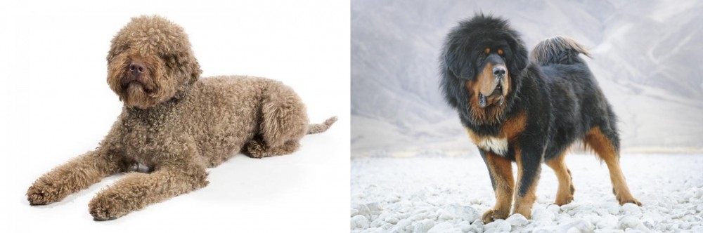 Tibetan Mastiff vs Lagotto Romagnolo - Breed Comparison