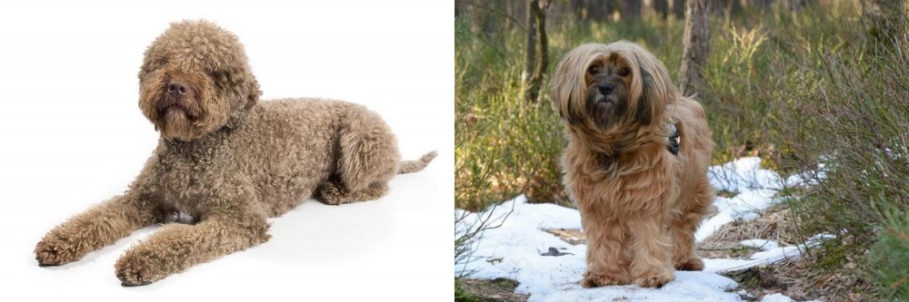 Tibetan Terrier vs Lagotto Romagnolo - Breed Comparison