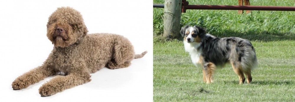 Toy Australian Shepherd vs Lagotto Romagnolo - Breed Comparison
