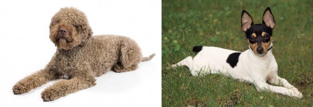 Toy Fox Terrier vs Lagotto Romagnolo - Breed Comparison