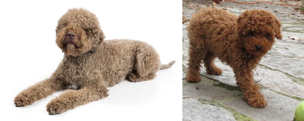 Toy Poodle vs Lagotto Romagnolo - Breed Comparison