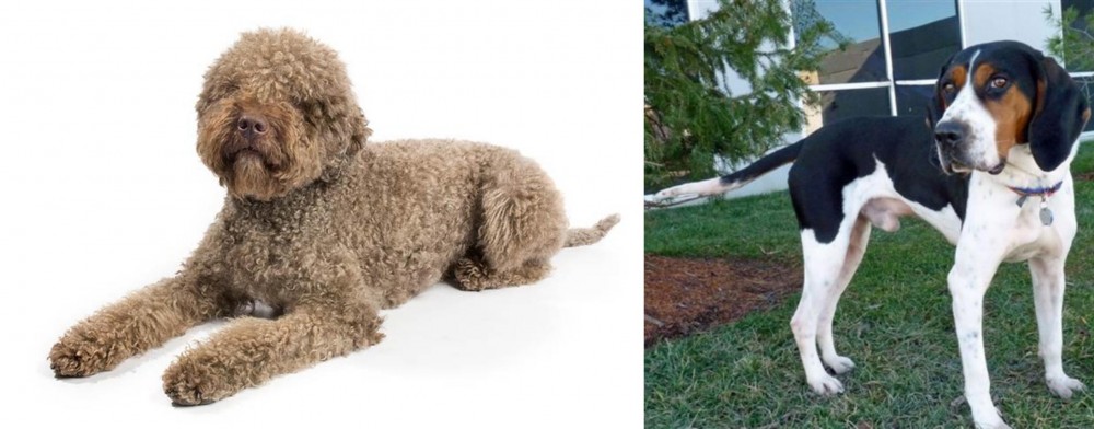 Treeing Walker Coonhound vs Lagotto Romagnolo - Breed Comparison