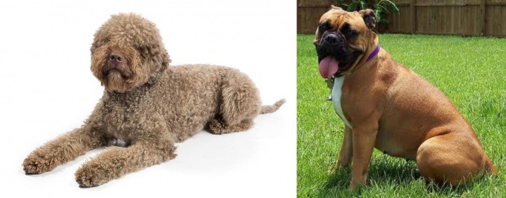 Valley Bulldog vs Lagotto Romagnolo - Breed Comparison