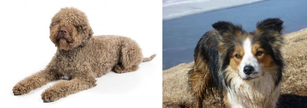 Welsh Sheepdog vs Lagotto Romagnolo - Breed Comparison