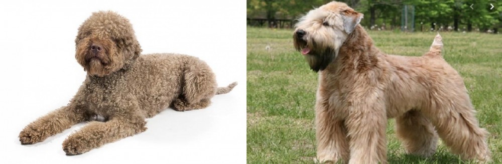 Wheaten Terrier vs Lagotto Romagnolo - Breed Comparison