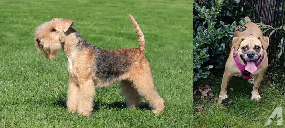 Beabull vs Lakeland Terrier - Breed Comparison