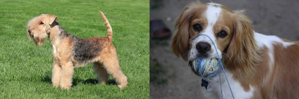 Cockalier vs Lakeland Terrier - Breed Comparison