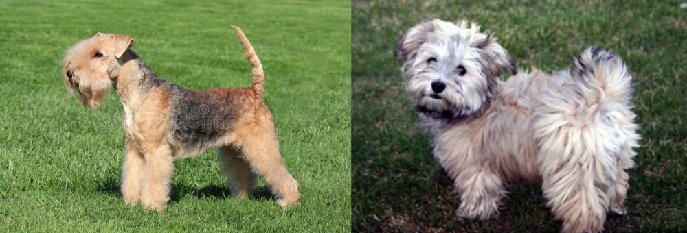 Havapoo vs Lakeland Terrier - Breed Comparison