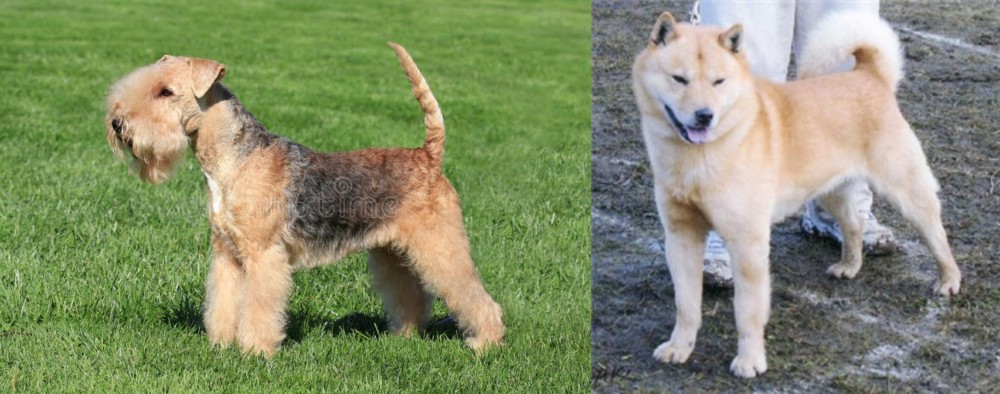 Hokkaido vs Lakeland Terrier - Breed Comparison