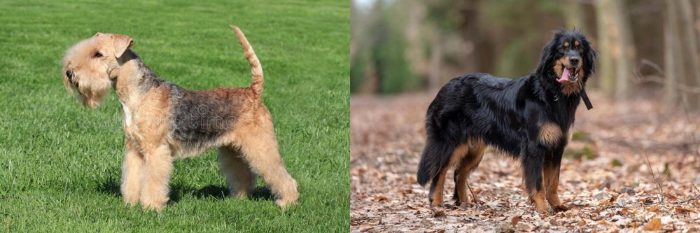 Hovawart vs Lakeland Terrier - Breed Comparison