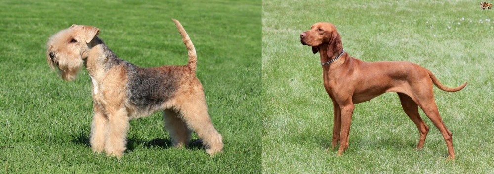 Hungarian Vizsla vs Lakeland Terrier - Breed Comparison