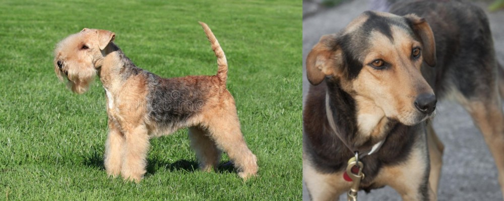 Huntaway vs Lakeland Terrier - Breed Comparison