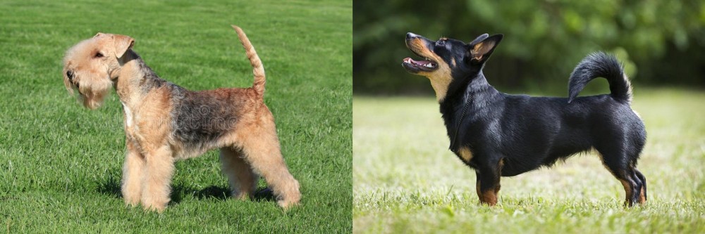 Lancashire Heeler vs Lakeland Terrier - Breed Comparison