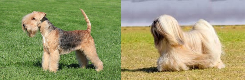 Lhasa Apso vs Lakeland Terrier - Breed Comparison
