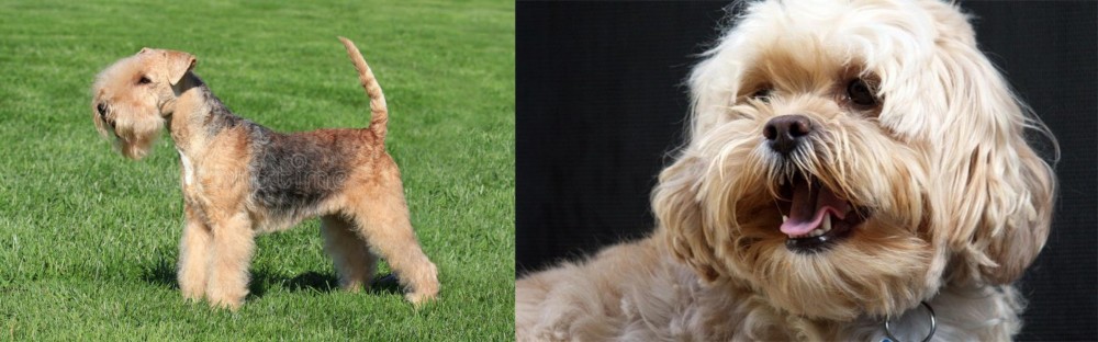 Lhasapoo vs Lakeland Terrier - Breed Comparison
