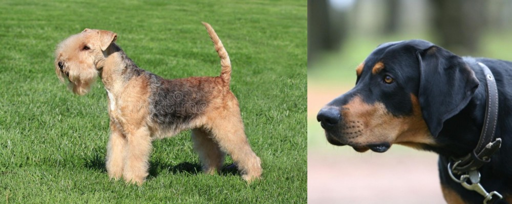 Lithuanian Hound vs Lakeland Terrier - Breed Comparison