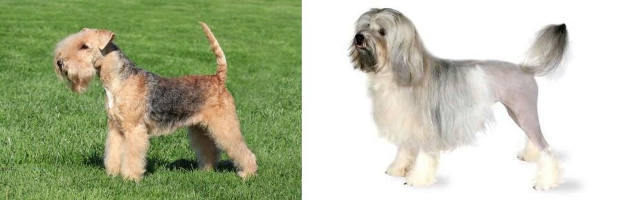 Lowchen vs Lakeland Terrier - Breed Comparison