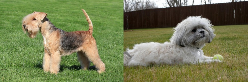 Mal-Shi vs Lakeland Terrier - Breed Comparison