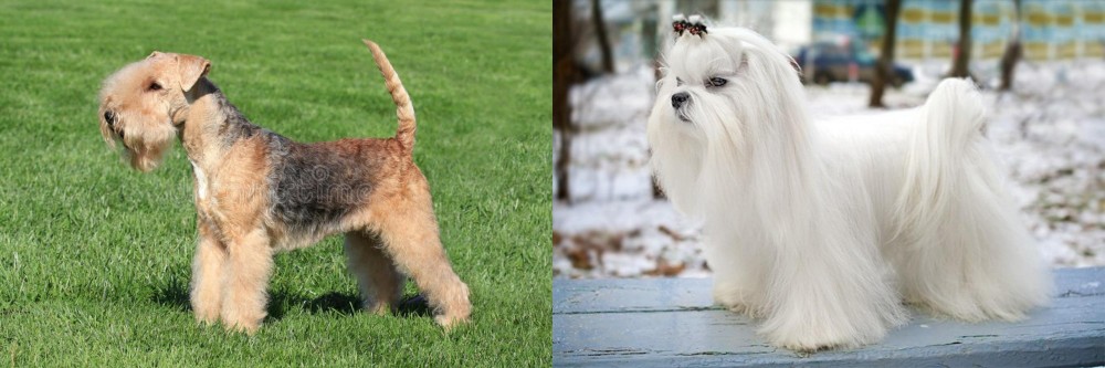 Maltese vs Lakeland Terrier - Breed Comparison