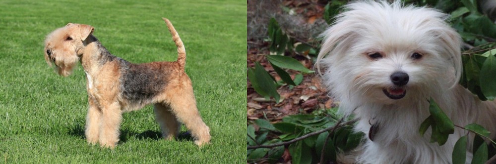 Malti-Pom vs Lakeland Terrier - Breed Comparison