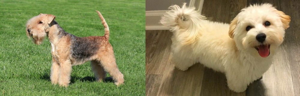 Maltipoo vs Lakeland Terrier - Breed Comparison