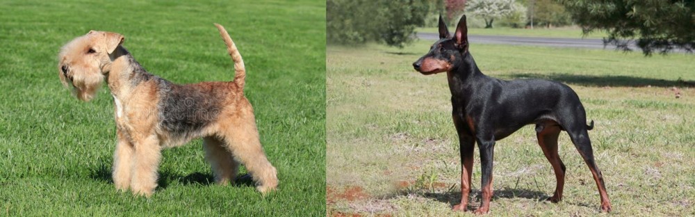 Manchester Terrier vs Lakeland Terrier - Breed Comparison