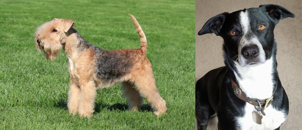 McNab vs Lakeland Terrier - Breed Comparison