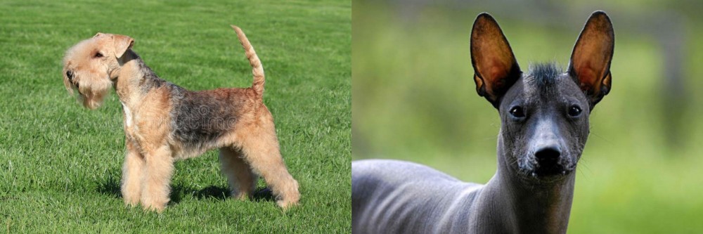 Mexican Hairless vs Lakeland Terrier - Breed Comparison