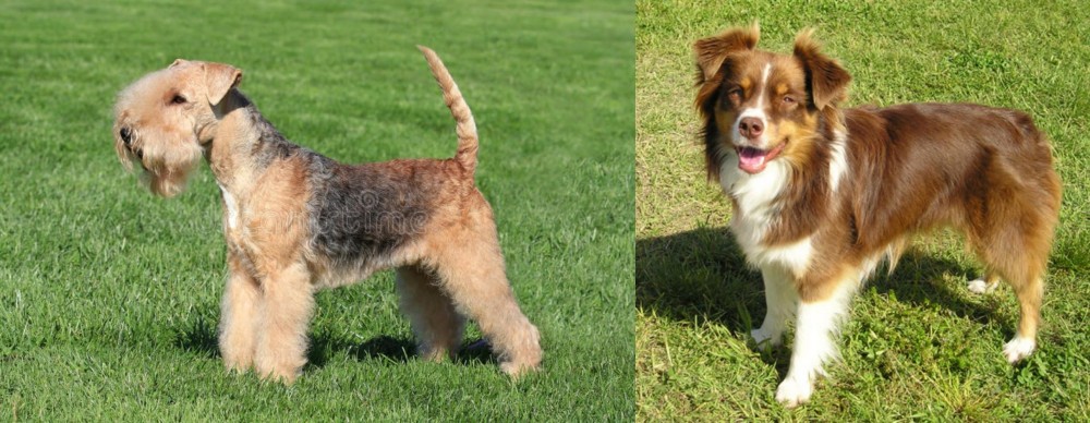 Miniature Australian Shepherd vs Lakeland Terrier - Breed Comparison