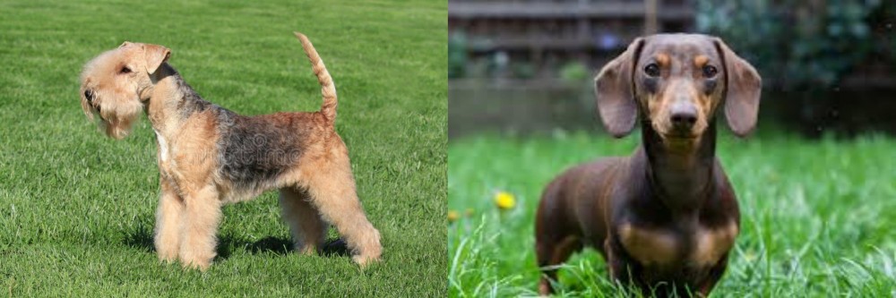 Miniature Dachshund vs Lakeland Terrier - Breed Comparison