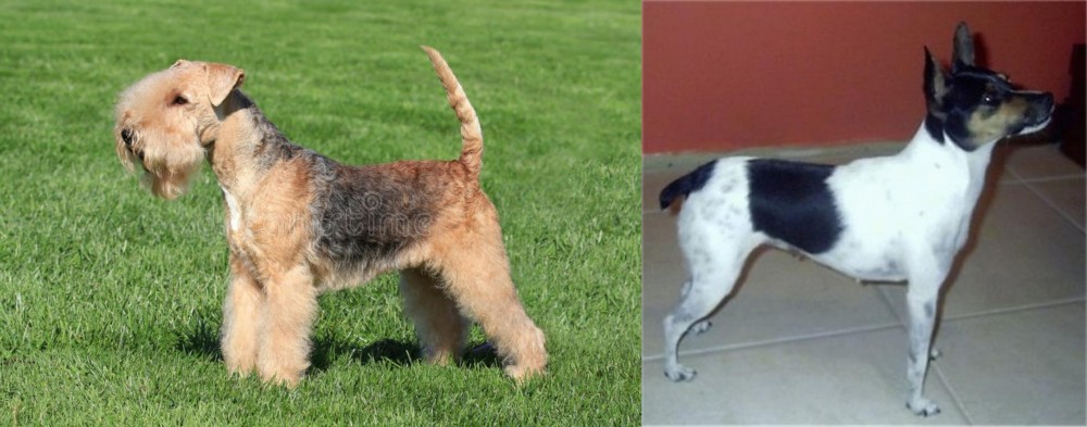 Miniature Fox Terrier vs Lakeland Terrier - Breed Comparison