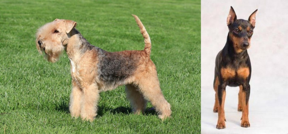 Miniature Pinscher vs Lakeland Terrier - Breed Comparison