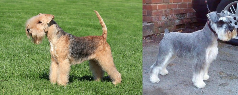 Miniature Schnauzer vs Lakeland Terrier - Breed Comparison