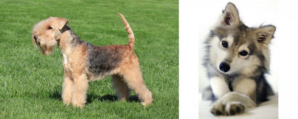 Miniature Siberian Husky vs Lakeland Terrier - Breed Comparison