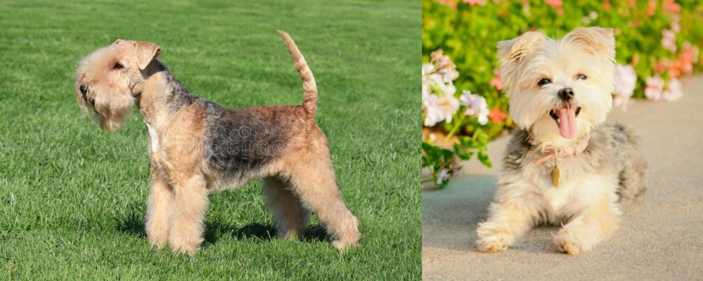 Morkie vs Lakeland Terrier - Breed Comparison