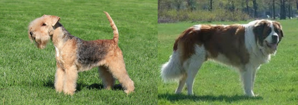 Moscow Watchdog vs Lakeland Terrier - Breed Comparison