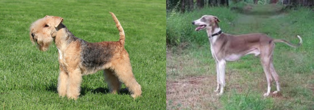 Mudhol Hound vs Lakeland Terrier - Breed Comparison
