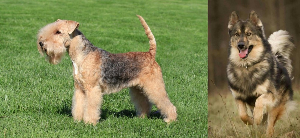 Native American Indian Dog vs Lakeland Terrier - Breed Comparison