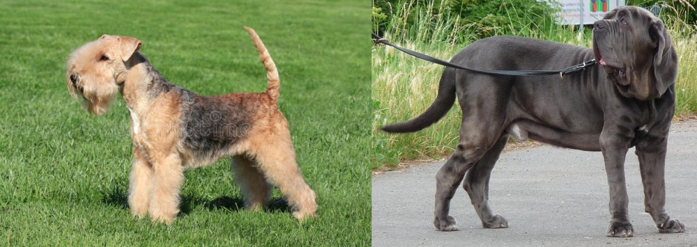 Neapolitan Mastiff vs Lakeland Terrier - Breed Comparison