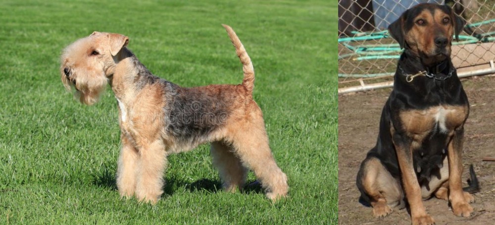New Zealand Huntaway vs Lakeland Terrier - Breed Comparison