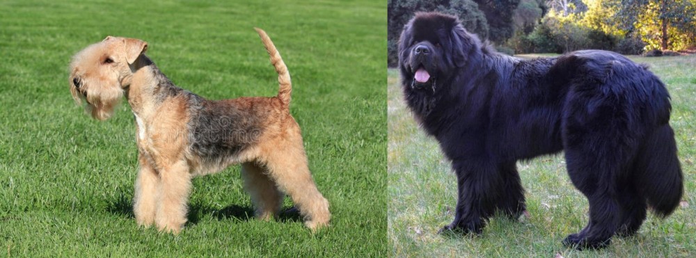 Newfoundland Dog vs Lakeland Terrier - Breed Comparison