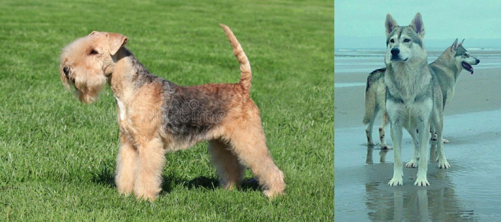Northern Inuit Dog vs Lakeland Terrier - Breed Comparison