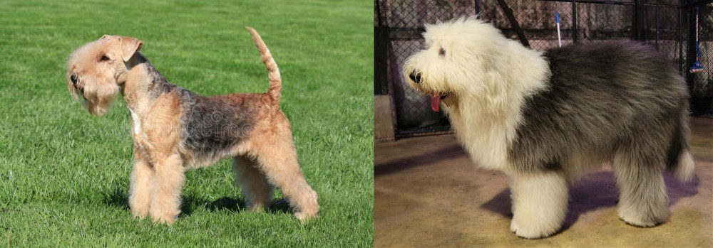 Old English Sheepdog vs Lakeland Terrier - Breed Comparison