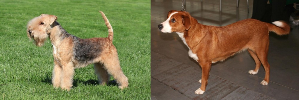 Osterreichischer Kurzhaariger Pinscher vs Lakeland Terrier - Breed Comparison
