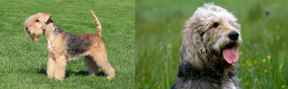 Otterhound vs Lakeland Terrier - Breed Comparison