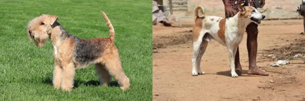 Pandikona vs Lakeland Terrier - Breed Comparison
