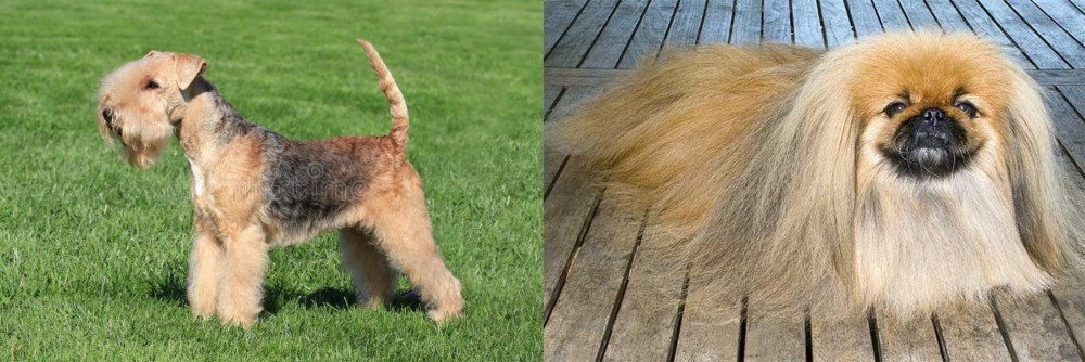 Pekingese vs Lakeland Terrier - Breed Comparison