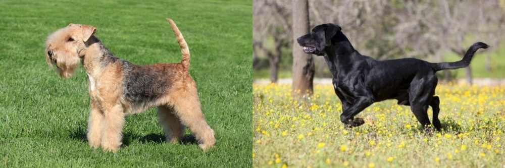 Perro de Pastor Mallorquin vs Lakeland Terrier - Breed Comparison