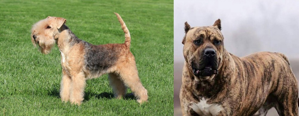 Perro de Presa Canario vs Lakeland Terrier - Breed Comparison