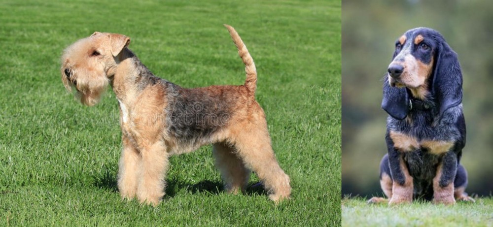 Petit Bleu de Gascogne vs Lakeland Terrier - Breed Comparison